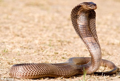 Egyptian Cobra